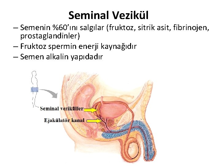 Seminal Vezikül – Semenin %60’ını salgılar (fruktoz, sitrik asit, fibrinojen, prostaglandinler) – Fruktoz spermin Seminal Vezikül – Semenin %60’ını salgılar (fruktoz, sitrik asit, fibrinojen, prostaglandinler) – Fruktoz spermin