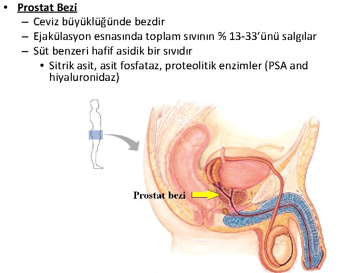 • Prostat Bezi – Ceviz büyüklüğünde bezdir – Ejakülasyon esnasında toplam sıvının % • Prostat Bezi – Ceviz büyüklüğünde bezdir – Ejakülasyon esnasında toplam sıvının %