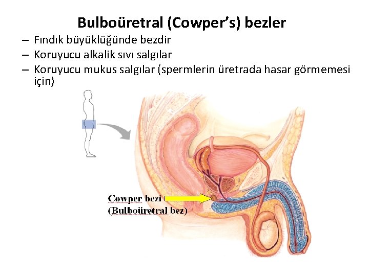 Bulboüretral (Cowper’s) bezler – Fındık büyüklüğünde bezdir – Koruyucu alkalik sıvı salgılar – Koruyucu Bulboüretral (Cowper’s) bezler – Fındık büyüklüğünde bezdir – Koruyucu alkalik sıvı salgılar – Koruyucu