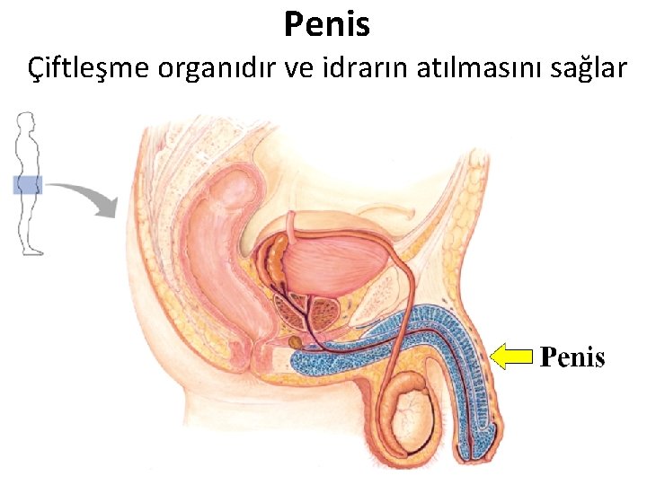 Penis Çiftleşme organıdır ve idrarın atılmasını sağlar Penis Çiftleşme organıdır ve idrarın atılmasını sağlar