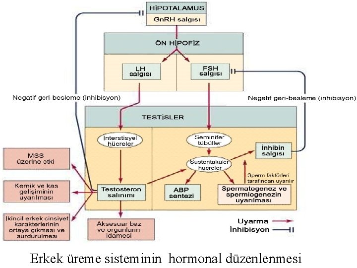 Erkek üreme sisteminin hormonal düzenlenmesi Erkek üreme sisteminin hormonal düzenlenmesi