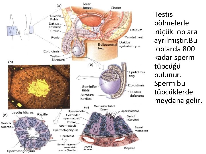 Testis bölmelerle küçük loblara ayrılmıştır. Bu loblarda 800 kadar sperm tüpcüğü bulunur. Sperm bu Testis bölmelerle küçük loblara ayrılmıştır. Bu loblarda 800 kadar sperm tüpcüğü bulunur. Sperm bu