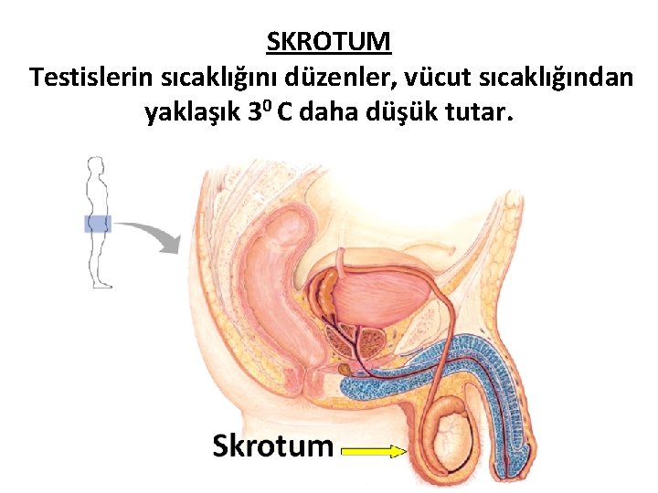 SKROTUM Testislerin sıcaklığını düzenler, vücut sıcaklığından yaklaşık 30 C daha düşük tutar. SKROTUM Testislerin sıcaklığını düzenler, vücut sıcaklığından yaklaşık 30 C daha düşük tutar.