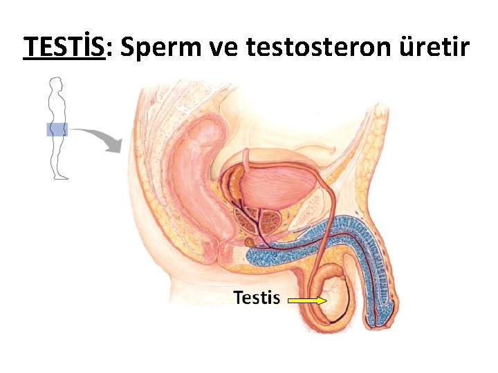 TESTİS: Sperm ve testosteron üretir TESTİS: Sperm ve testosteron üretir