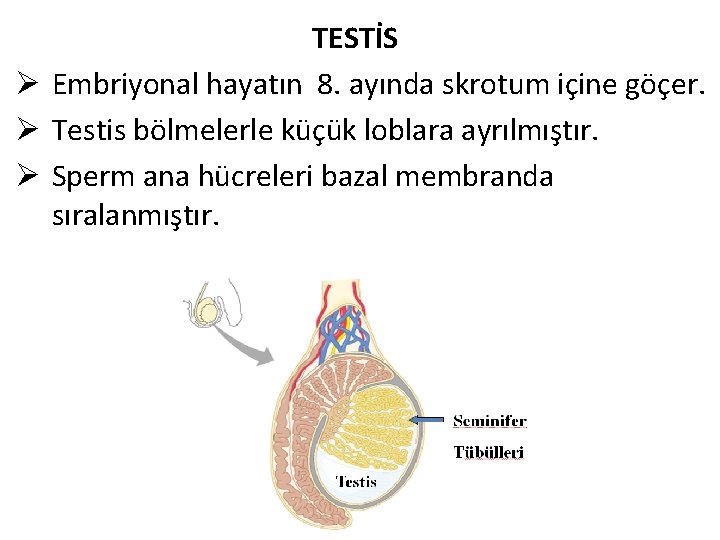 TESTİS Ø Embriyonal hayatın 8. ayında skrotum içine göçer. Ø Testis bölmelerle küçük loblara TESTİS Ø Embriyonal hayatın 8. ayında skrotum içine göçer. Ø Testis bölmelerle küçük loblara