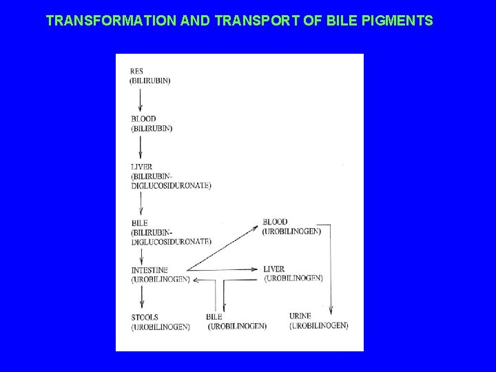 TRANSFORMATION AND TRANSPORT OF BILE PIGMENTS 