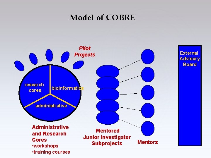 Model of COBRE Pilot Projects research cores External Advisory Board bioinformatics administrative Administrative and