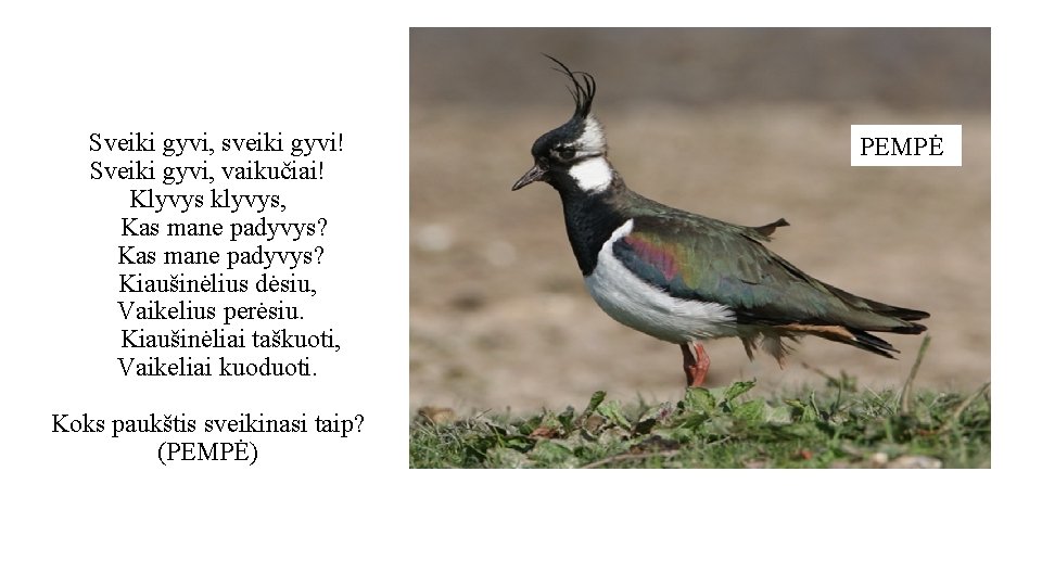 Sveiki gyvi, sveiki gyvi! Sveiki gyvi, vaikučiai! Klyvys klyvys, Kas mane padyvys? Kiaušinėlius dėsiu,