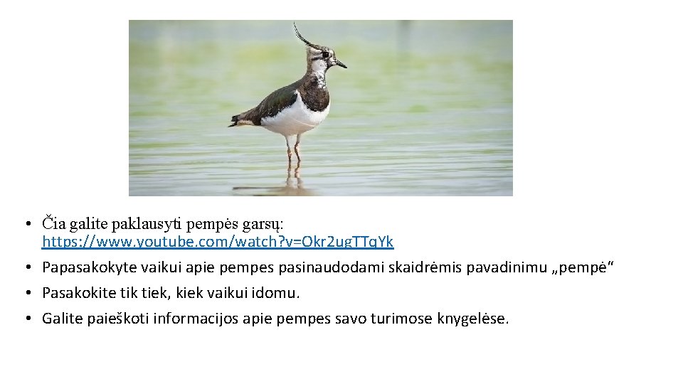  • Čia galite paklausyti pempės garsų: https: //www. youtube. com/watch? v=Okr 2 ug.