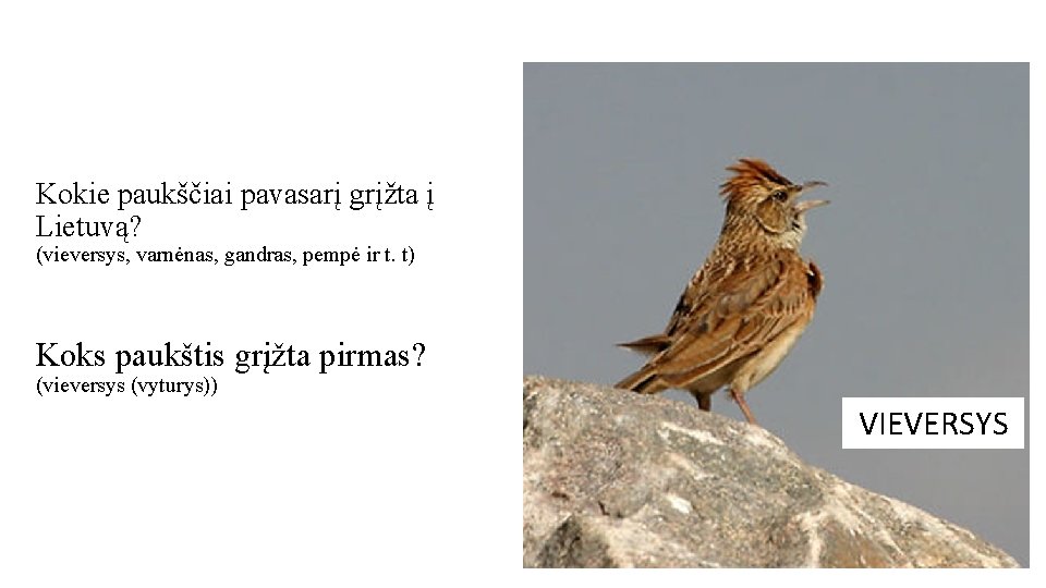Kokie paukščiai pavasarį grįžta į Lietuvą? (vieversys, varnėnas, gandras, pempė ir t. t) Koks