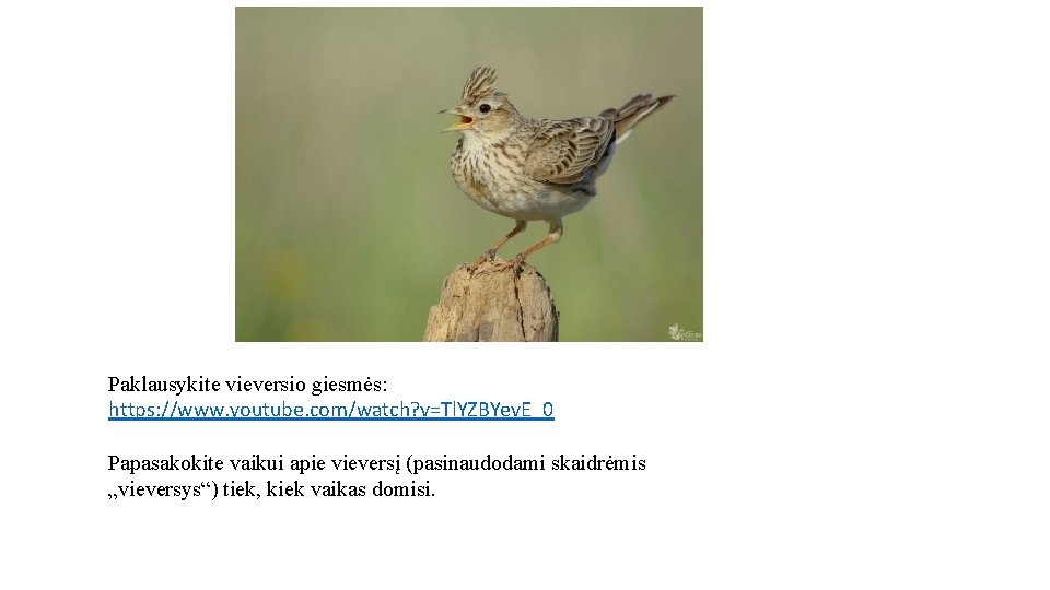Paklausykite vieversio giesmės: https: //www. youtube. com/watch? v=Tl. YZBYev. E_0 Papasakokite vaikui apie vieversį