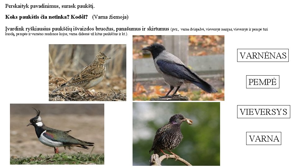 Perskaityk pavadinimus, surask paukštį. Koks paukštis čia netinka? Kodėl? (Varna žiemoja) Įvardink ryškiausius paukščių