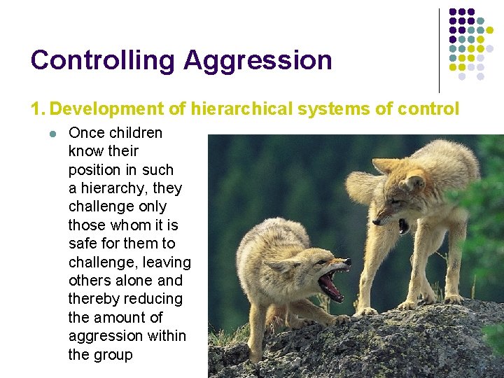 Controlling Aggression 1. Development of hierarchical systems of control l Once children know their