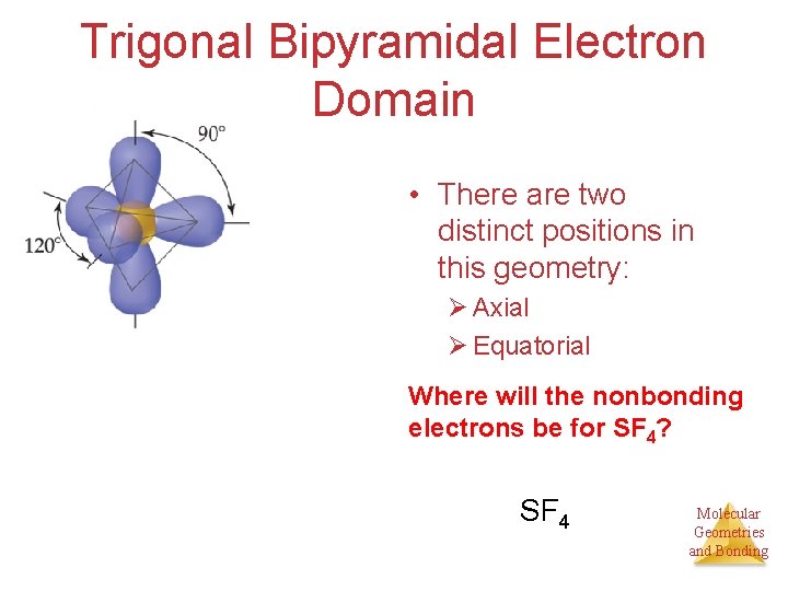 Trigonal Bipyramidal Electron Domain • There are two distinct positions in this geometry: Ø