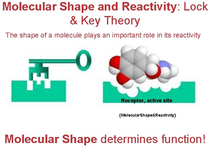 Molecular Shape and Reactivity: Lock & Key Theory The shape of a molecule plays