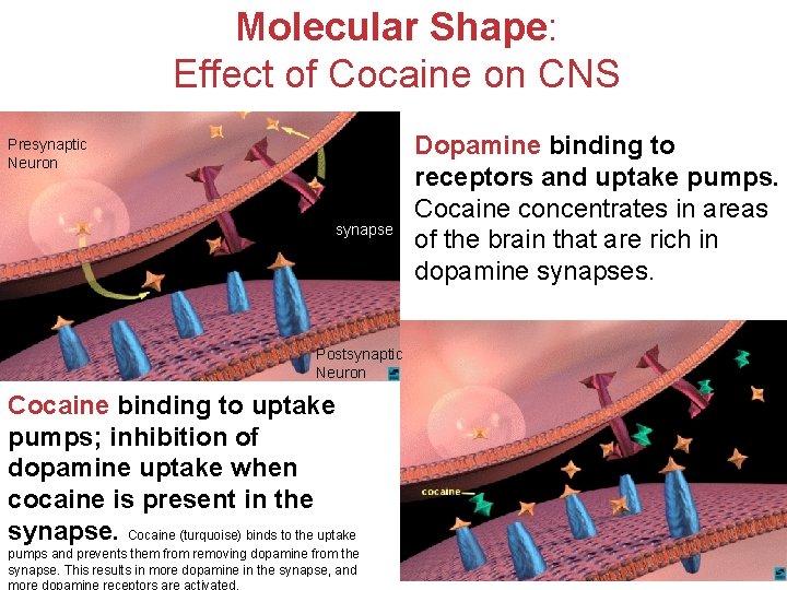 Molecular Shape: Effect of Cocaine on CNS Presynaptic Neuron synapse Dopamine binding to receptors