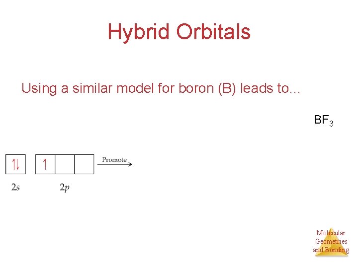 Hybrid Orbitals Using a similar model for boron (B) leads to… BF 3 Molecular