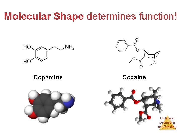 Molecular Shape determines function! Dopamine Cocaine Molecular Geometries and Bonding 