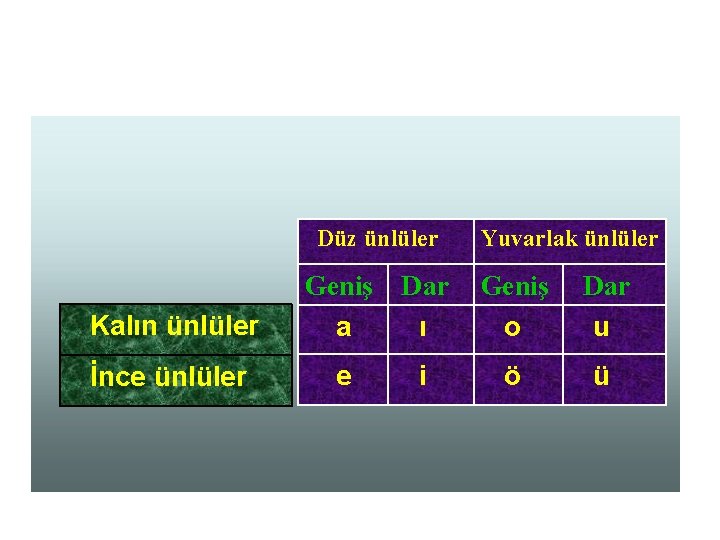  Düz ünlüler Yuvarlak ünlüler Kalın ünlüler Geniş a Dar ı Geniş o Dar