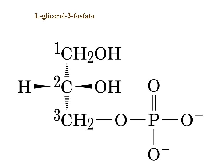 L-glicerol-3 -fosfato 