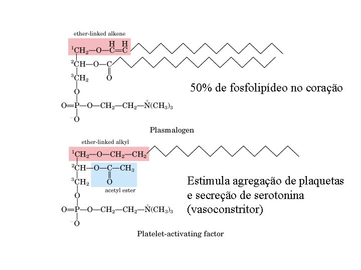 50% de fosfolipídeo no coração Estimula agregação de plaquetas e secreção de serotonina (vasoconstritor)