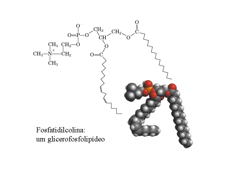 Fosfatidilcolina: um glicerofosfolipídeo 