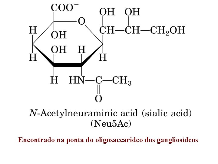 Encontrado na ponta do oligosaccarideo dos gangliosídeos 