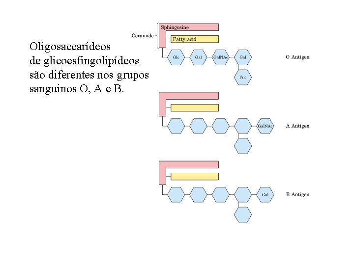 Oligosaccarídeos de glicoesfingolipídeos são diferentes nos grupos sanguinos O, A e B. 