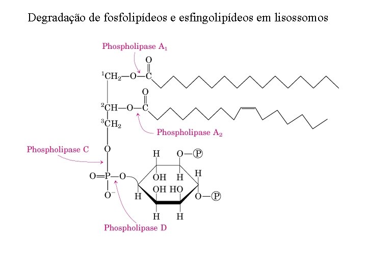 Degradação de fosfolipídeos e esfingolipídeos em lisossomos 
