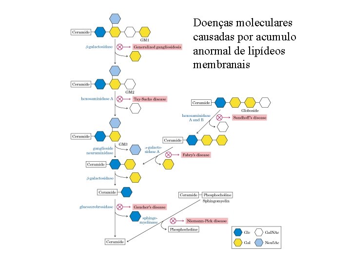 Doenças moleculares causadas por acumulo anormal de lipídeos membranais 