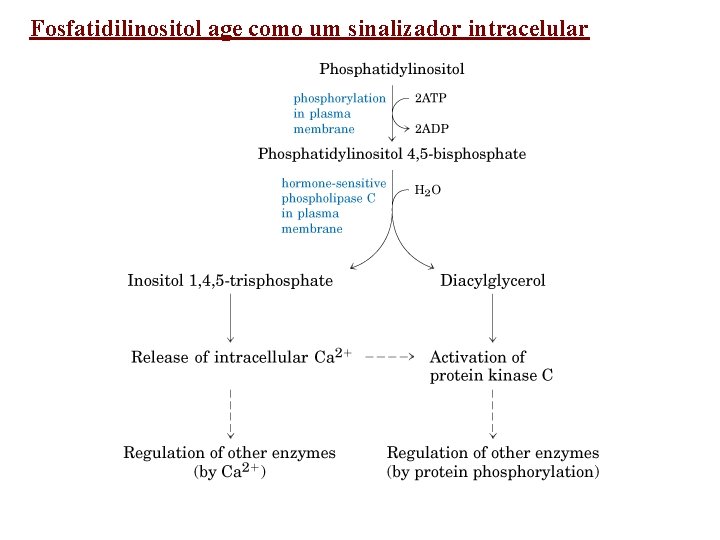 Fosfatidilinositol age como um sinalizador intracelular 