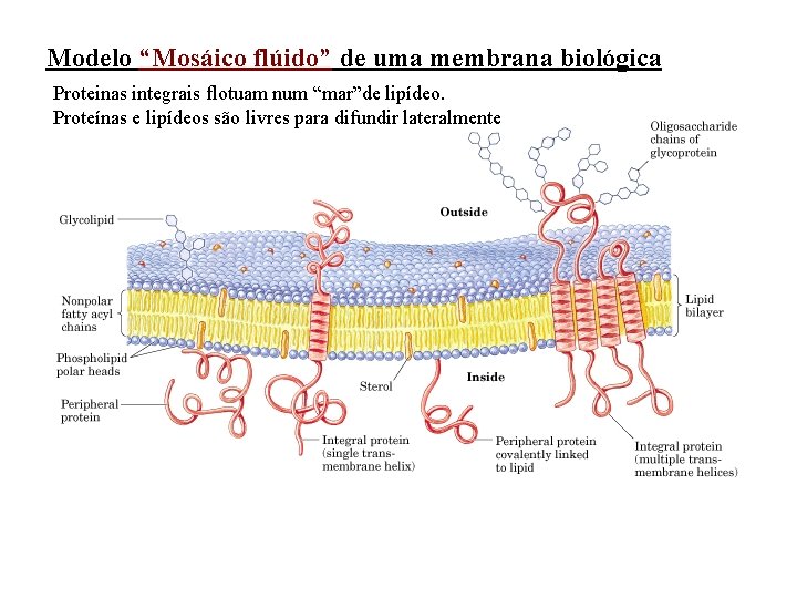 Modelo “Mosáico flúido” de uma membrana biológica Proteinas integrais flotuam num “mar”de lipídeo. Proteínas