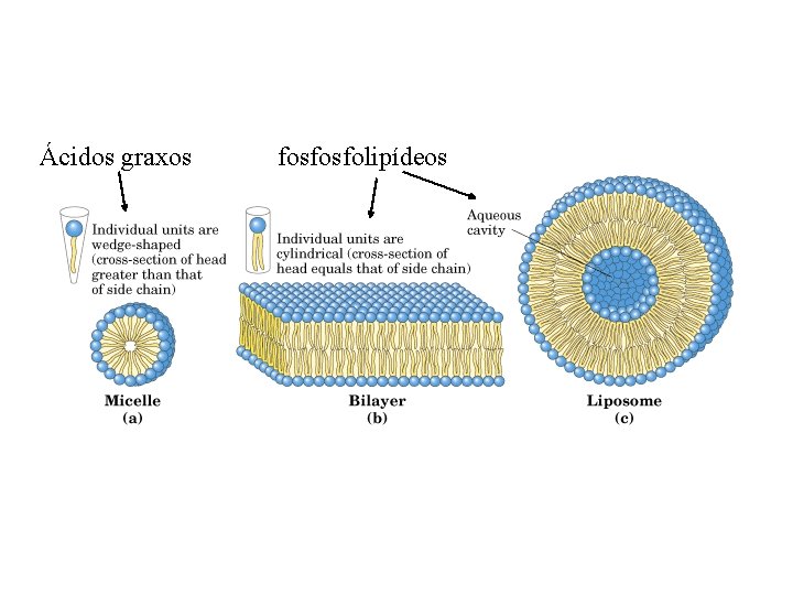 Ácidos graxos fosfosfolipídeos 