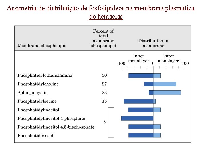 Assimetria de distribuição de fosfolipídeos na membrana plasmática de hemácias 