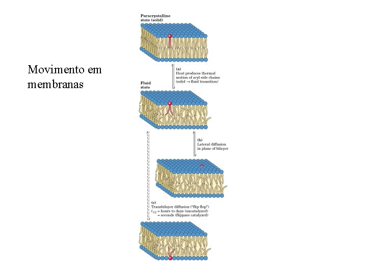 Movimento em membranas 