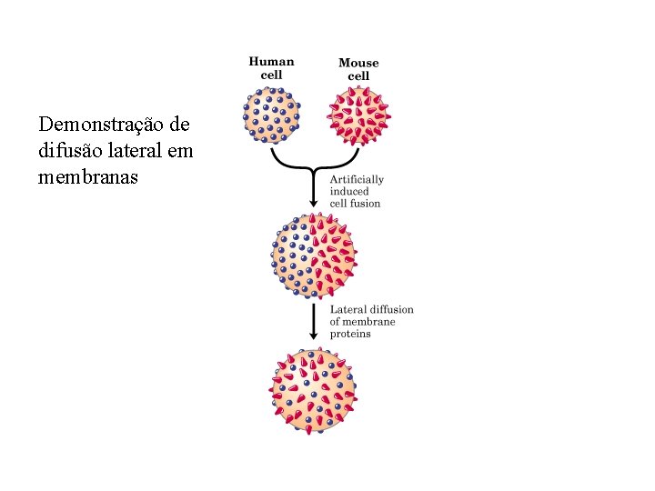 Demonstração de difusão lateral em membranas 
