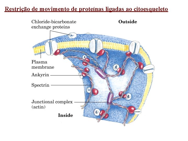 Restrição de movimento de proteínas ligadas ao citoesqueleto 