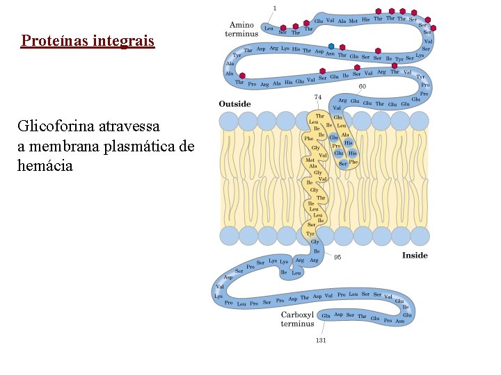 Proteínas integrais Glicoforina atravessa a membrana plasmática de hemácia 