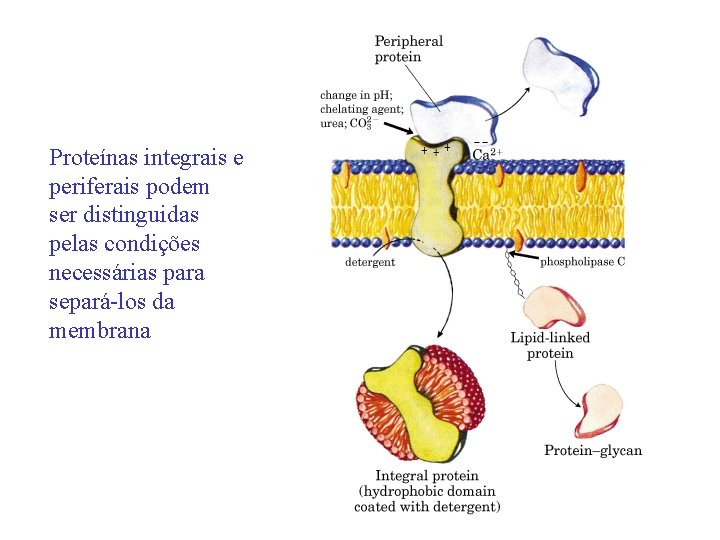 Proteínas integrais e periferais podem ser distinguidas pelas condições necessárias para separá-los da membrana