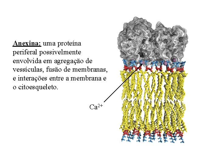 Anexina: uma proteína periferal possivelmente envolvida em agregação de vessículas, fusão de membranas, e