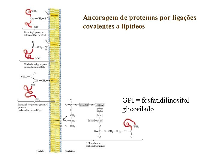 Ancoragem de proteínas por ligações covalentes a lipídeos GPI = fosfatidilinositol glicosilado 