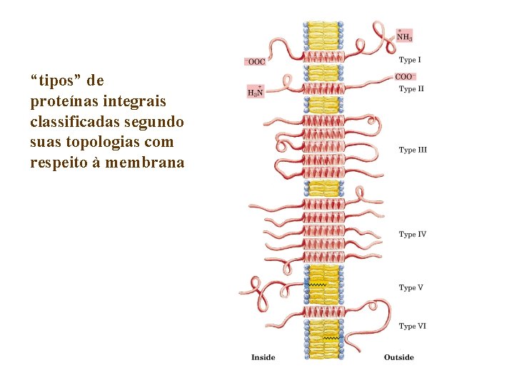 “tipos” de proteínas integrais classificadas segundo suas topologias com respeito à membrana 