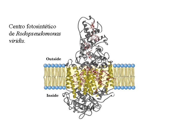 Centro fotosintético de Rodopseudomonas viridis. 