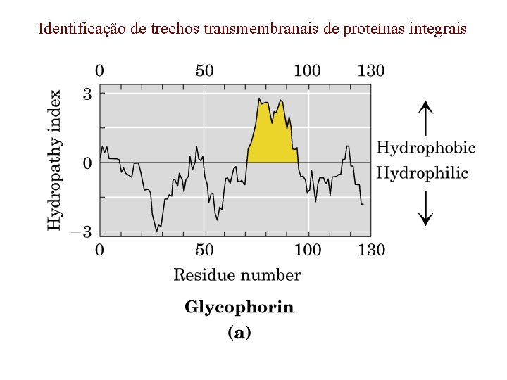 Identificação de trechos transmembranais de proteínas integrais 