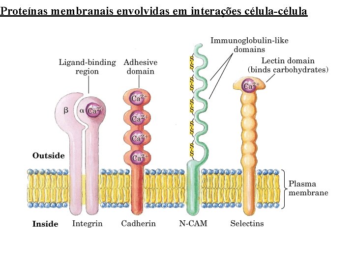Proteínas membranais envolvidas em interações célula-célula 