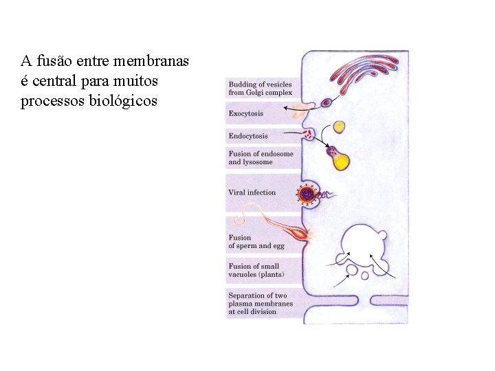 A fusão entre membranas é central para muitos processos biológicos 