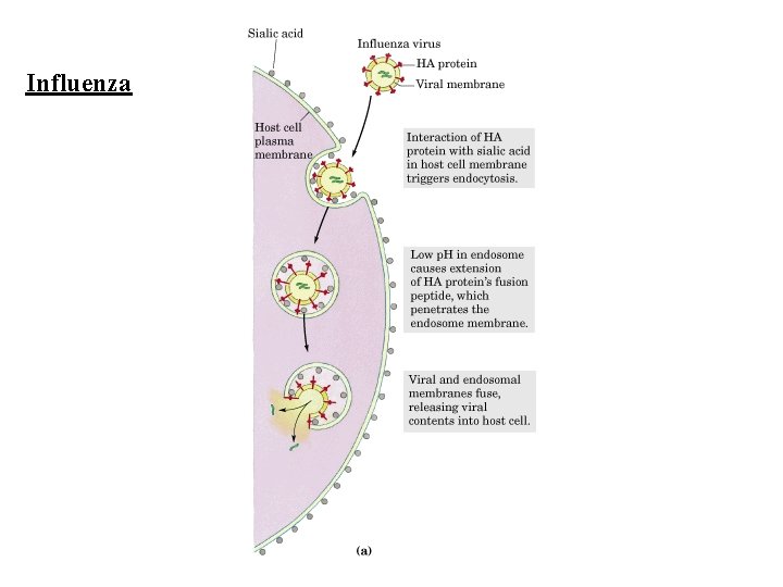 Influenza 