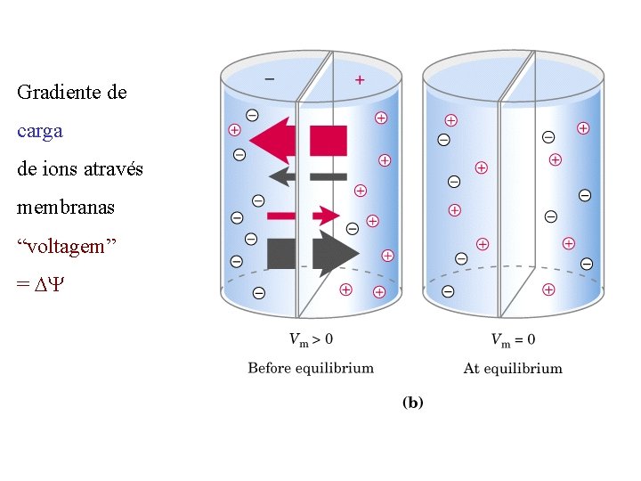 Gradiente de carga de ions através membranas “voltagem” = DY 