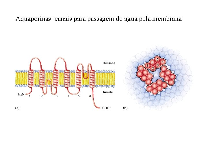 Aquaporinas: canais para passagem de água pela membrana 