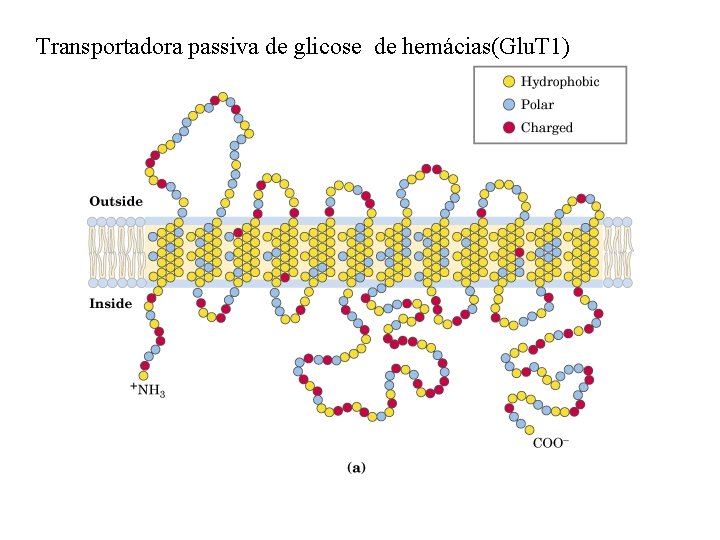 Transportadora passiva de glicose de hemácias(Glu. T 1) 